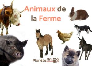 Animaux de la ferme 2022